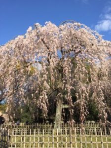 weeping cherry blossoms