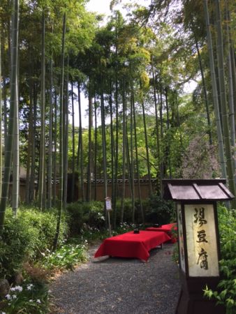 bamboo forest in Kyoto