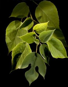 paper mulberry for Japanese tea ceremony