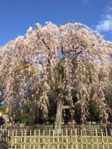 cherry blossom in Kyoto imperial palace