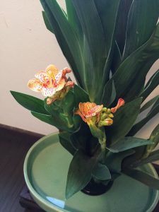 Ikebana Japanese flower arrangement