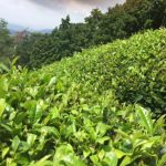 tea farm in Wazuka Kyoto