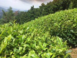 tea farm in Wazuka Kyoto