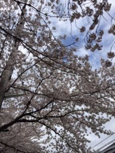 sakura in Kyoto Japan
